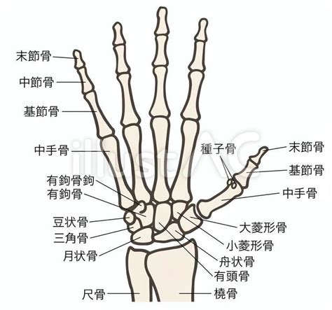 手骨|【手根骨・中手骨・手指骨】イラスト図解でわかりや。